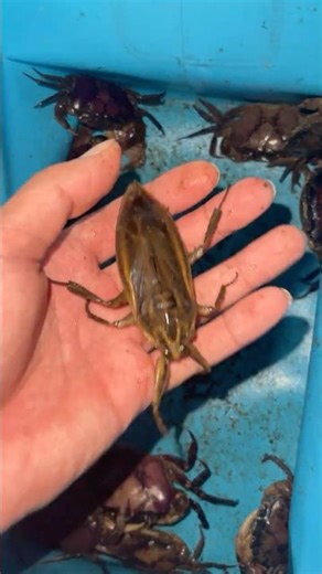 Giant Water Bug & Crab Together 🦀🐞 Unbelievable Close Up Nature Moment!
