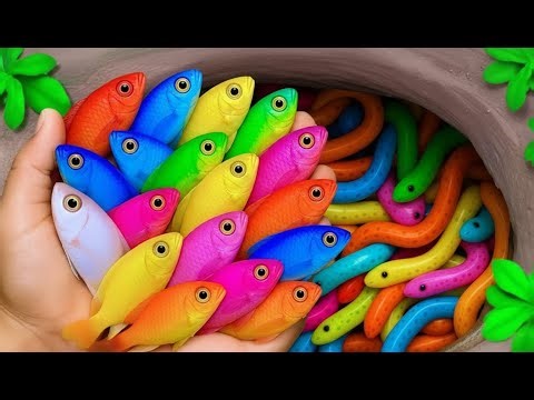 Catching Guppies and Mollies in Small Pond | Relaxing Video