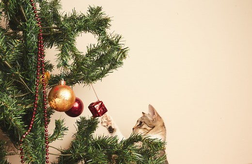 Comment empêcher un chat d’aller dans le sapin de Noël ? - Elle Décoration