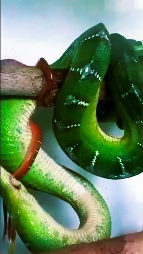 "How Snakes Give Birth: Eggs or Live Babies?" #junglewildlife #facts #fascinatingwildlife
