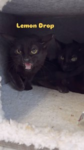 50K views · 2.3K reactions | Holding Lemon Drop. She’s a 4 month old kitten who was going to be part of a TNR plan (trap/neuter/release). We agreed with the live trapper she and her siblings were too young for this fate. Watch as we work our magic! You can too! Help the stray cats in your area #trending #teamwork #stray #cat #love #furballfarmcatsanctuary #spayandneutersaveslives #thisisrescue #passion #nonprofit #cats #visit #volunteer #donate #share | Furball Farm Cat Sanctuary | Facebook