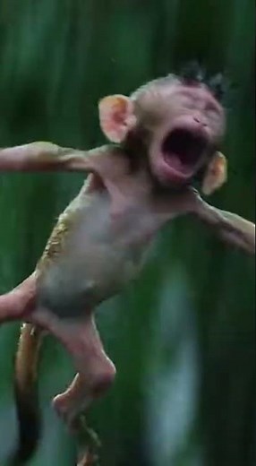Crazy Wild Monkey Moments | Monkey Crazy