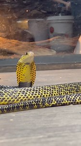 2.3K views · 37 reactions | The Samar Spitting Cobra! This snake is incredible. The gold coloration, in person, is just unreal! Wow @joshmartin5771 @birdman.exotics #samarspittingcobra #samar #spitting #cobra #venomous #gold #snake | Mark’s Reptiles | Facebook