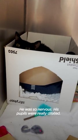 Shy Rescued Cat’s Unexpected Journey to Happiness and Comfort