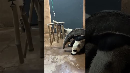 Giant Anteater Enjoys Clever Enrichment at Age 16