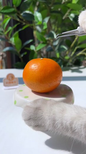 The new way to eat oranges, make oranges into puddings.#catsoftiktok #catlover #foodtiktok #kittygod_cn