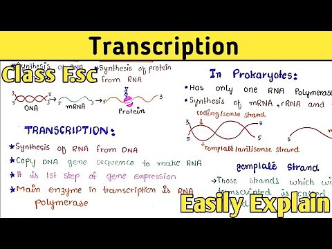 Transcription Process Step By Step | Gene Expression | Class 12