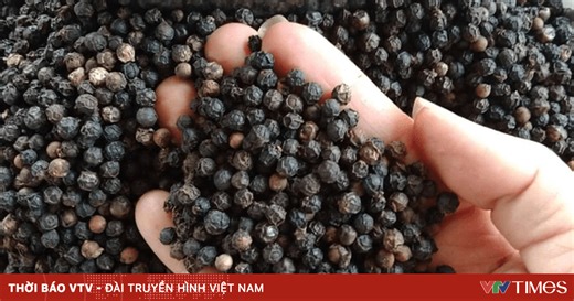 Giá hồ tiêu xuất khẩu cao nhất trong nhiều năm