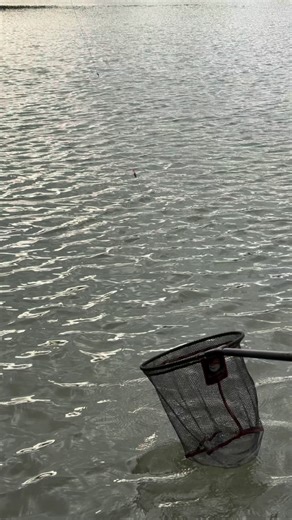 Mainline Match on Instagram: "Top up Time ⏰ After you’ve initially set your peg up with an initial feed and caught a few it’s then time to think about topping up!!! This can be a make or break decision but get it right and you can carry on catching. Some nice information from Matt here on what to consider when it comes to TOPPING UP 👌 #feeding #bait #fishing"