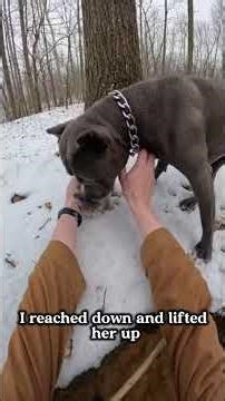 Pitbull Blocks the Road – What He Was Protecting Will Break Your Heart