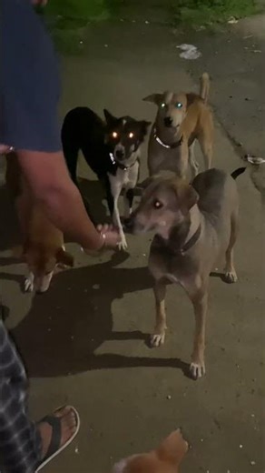 Feeding stray friends: Daily routine 🐕🤗 #love #youtubeshorts #furryfriend