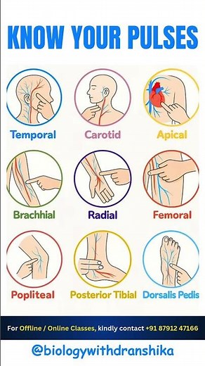 Feel the rhythm of life ❤️ Know your pulses (nerves)! #KnowYourPulse #humananatomy #body #basic