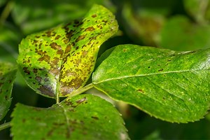 Why Are My Hibiscus Leaves Turning Black? (Possible Causes Fix)