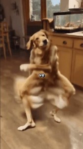 BU KÖPEKTE PATİ ÇIKIYOR🐶🐾