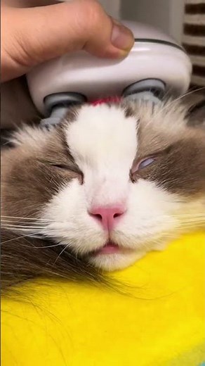 Head massage mode on 😌 #dhgate #dhgatefinds #coolgadgets