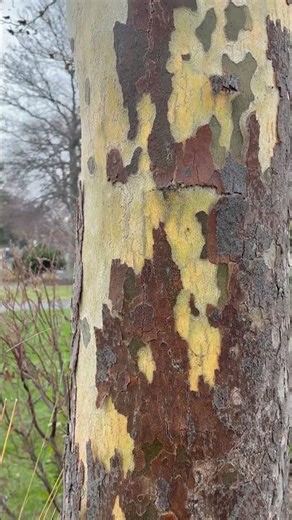 American Sycamore (platanus occidentalis)