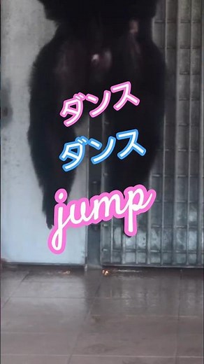 【チンパンジーのダンス入門】１２３、１２３、１２３ジャンプ拍手拍手～ #zoo