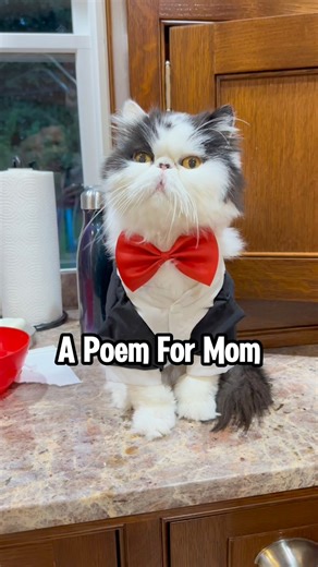 Happy Mother's Day weekend! In celebration of all the fantastic cat moms, we've come up with a heartfelt poem! Skip the standard greeting card and feel free to share this beautifully crafted poem with your favorite feline-loving moms instead! ❤️ #mothersday #catmom #mothersdayweekend #catlady #catlover | Walter Bishop the Cat