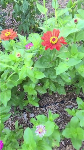 The Zinnias Are Looking Good!