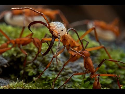 Army Ants vs Big-Headed Ants in the Amazon Rainforest