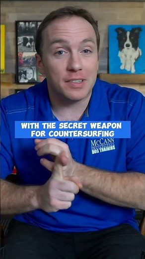 3 Steps To STOP Your Dog From Jumping On The Counter