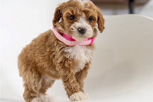 Misty - Miniature Poodle Puppy 8984A4