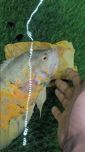 Oscar fish, Oscar-worthy acting 🤣🤣#oscars #motivation