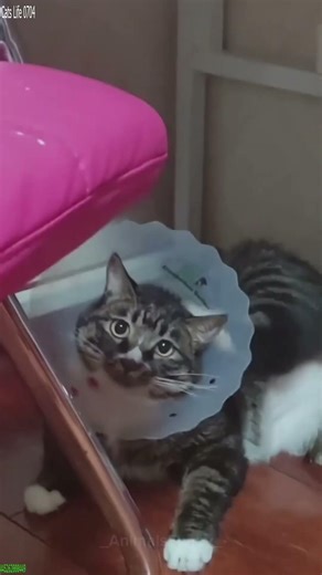 Funniest Cat ❤️ Favorite Friends 🐈‍⬛ # #7324