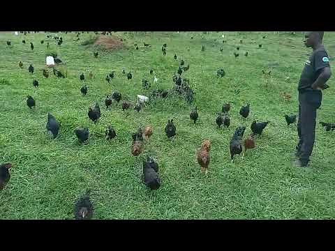 Free range Poultry in Uganda - Zoe Organic Farm (www.zoeorganicfarm.org)