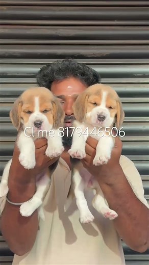 Beagle puppies available #trendingshorts #pets #dogbreed #beagle #beaglecrew