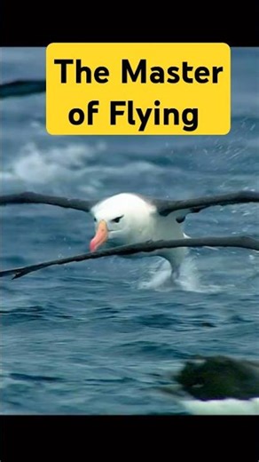 Master of flying The Albatross Bird That Flies for YEARS Without Landing #wildlife#shorts#subscribe