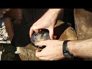 Pill Bug Collection Technique