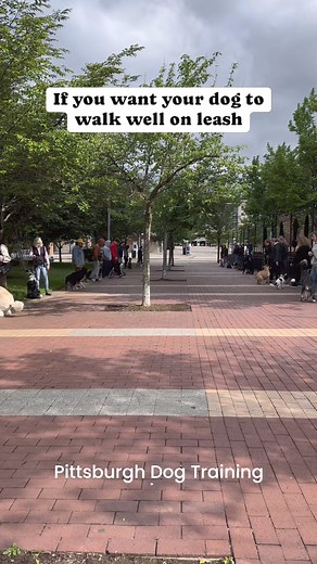 If your dog is struggling, pulling you towards other dogs, being reactive towards people or animals, or generally just difficult to walk on a leash, this can be fixed! There is nothing better than taking your dog for a stress free walk. Say It Once Dog Training offers, private in-home dog training, sessions, group, classes, boarding, and training, and Boot Camp! Call us today. 412-427-7507 Email: sayitoncedt@gmail.com | Say It Once Dog Training