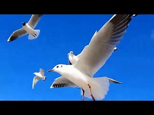 Seagull Sound Effect. Relaxing Ocean Waves and Beach Sounds with Seagulls for Deep Sleep, Studing