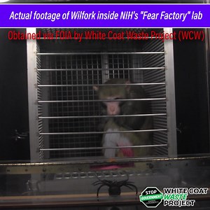 3.6K reactions · 682 shares | Meet Wilfork. NIH wasted $46M to traumatize him with snakes & spiders—we exposed it! SIGN to demand Congress END ALL government ️ experiments. | White Coat Waste | Facebook