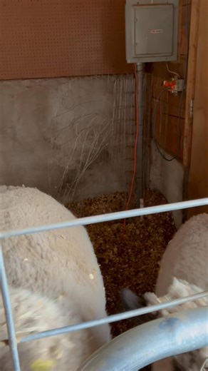 A day in the life of a sheep. | The Blue Marble Pen Pals