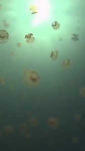 12K views · 129 reactions | The Amazing Life Of The Golden Jellyfish | Real Wild | Facebook