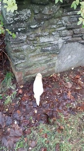 Ferret working as wall engineer