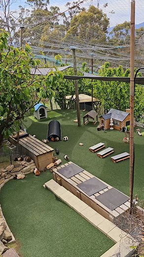 Fun Guinea Pig Videos from Tasmania, Australia