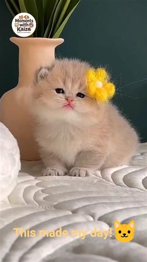 Cute Baby Kittens Compilation 🐱😍 | Too Adorable!