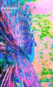 1.6M views · 14K reactions | Awesome Peacock Dance! | New Cinema 2019 | Facebook