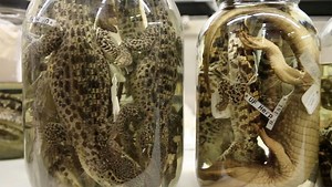 Why Science? Herpetology