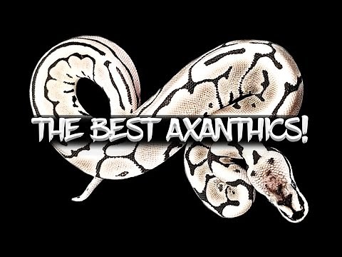 How to Make the Best Axanthic Ball Python Combos!