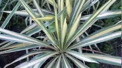 6.1K views · 188 reactions | A kerti pálmaliliom (Yucca filamentosa)...