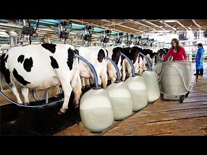 What Really Happens On A Dairy Farm of Cow Farming? COMPILATION