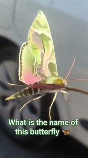 new creature #viral #careerchoice #youtubeshorts