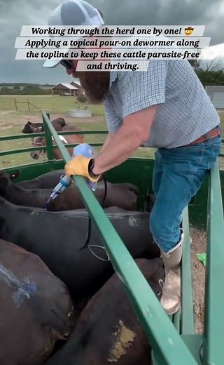 ​Effortless Herd Health: Applying Pour-On Cattle Dewormer Like a Pro
