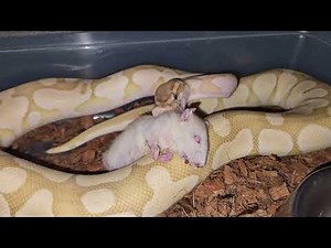 Powerful Banana Python Eats A Rat - Warning Live Feeding