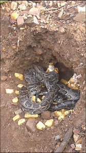 1.4M views · 6.2K reactions | Lost Treasure Underground #shorts #treasurehunting #metaldetecting #tricks #tips #treasure #hunting #hunter #findgold #rockhounding #oregon #jasper #metaldetecting​ #metaldetector​ #treasurehunt #treasurehunting #AdventureReady | Gold 168 | Facebook