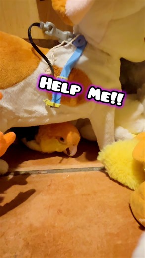 8.2K views · 472 reactions |  Puffman tried to celebrate Birgit’s birthday… and got SMOTHERED by plushies! 列 Happy Birthday, Birgit Meisel #happybirthday #Puffman #FunnyParrots #CuteAnimals | Parrot Playhouse | Facebook